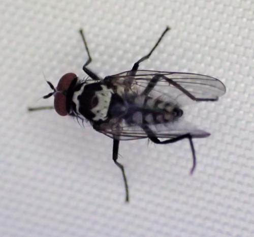 Réf. 325 440 : Anthomyia quinquemaculata